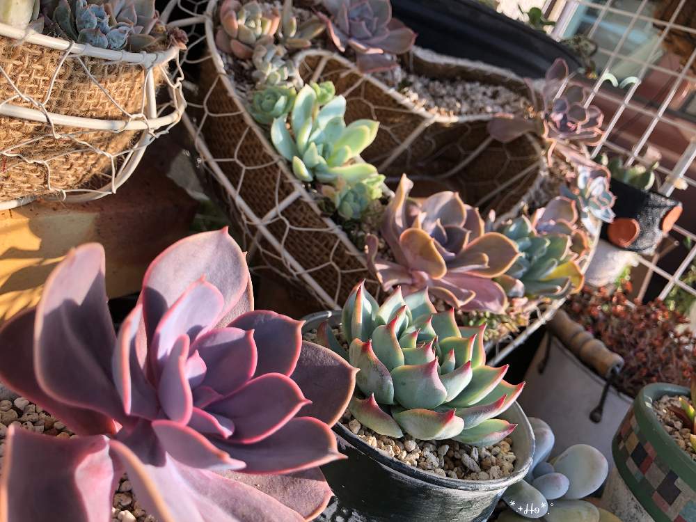 小さな庭の画像 by ほっぺぺさん | 小さな庭と多肉植物とずっと忘れないよと寄せ植えとごっちゃごちゃと植中毒と多肉リース寄せとバラと夢CLUBと多肉女子と小さな庭が欲しいよと花のある暮らしと パールフォンニュルンベルグと多肉寄せ植え