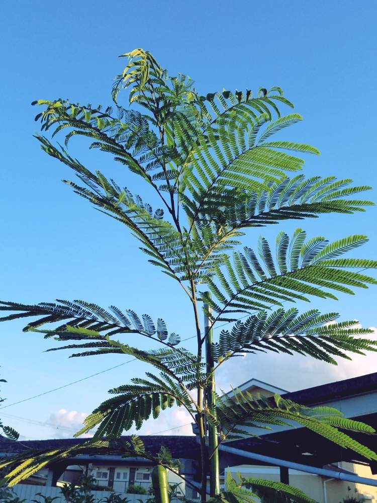 の画像 by えいきち×GARDENさん | やる奴はやると植物のある暮らしと露地植えとGS永ちゃん部とにわとカラス嫌いとおきにいりと合歓木。と庭づくりと実生と成長記録と本日撮影分といやし♪と地植え