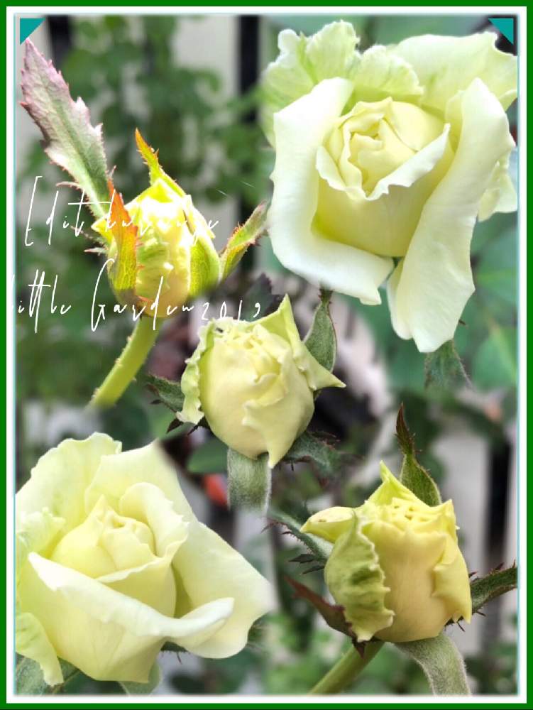 の画像 by kuuさん | 薔薇を楽しむ♡といいかおり(╹◡╹)と薔薇に魅せられてと手作りの庭と癒しの時間♡♡と美しい♡とMy Garden✩.*˚と鉢植えと香りと花のある暮らし