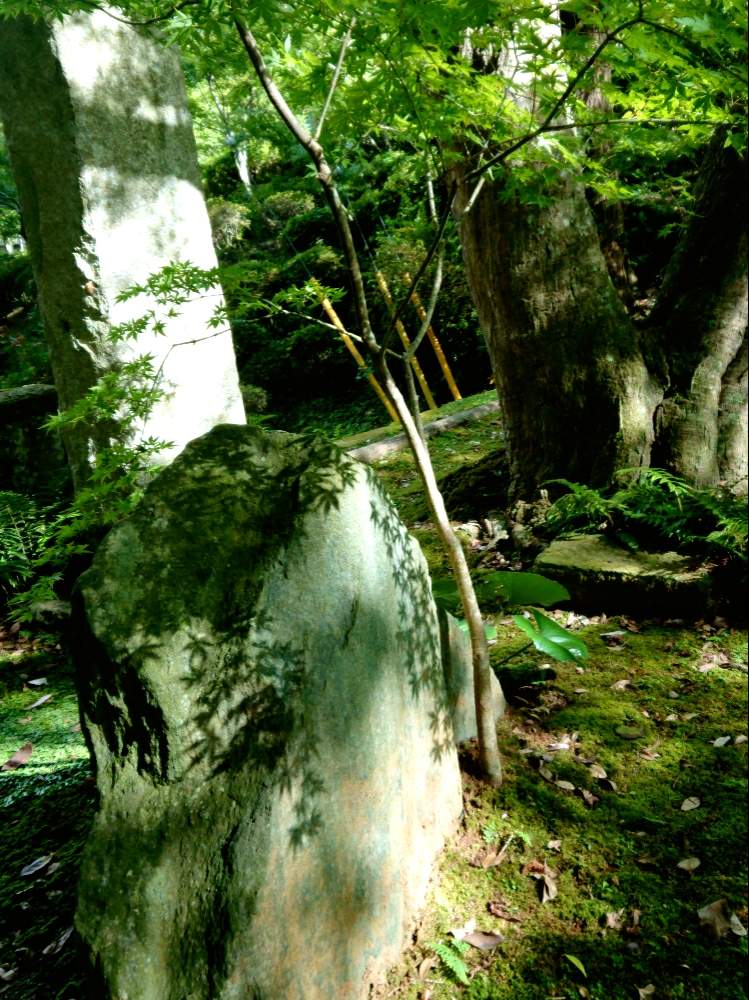 お出かけ先の画像 by 92さん | お出かけ先とカエデと影の美学と植物中毒患者と植物がモデルと植物とカエデもみじと植中毒と完全に植中毒と美しいと光と影