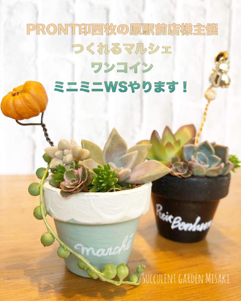 部屋の画像 by Misakiさん | 部屋と多肉植物とガーデン雑貨とSucculentgardenMisakiと嬉しいな♡と手作りガーデンピックと多肉大好きとイベントとハロウィンと多肉女子とリメ缶・リメ鉢とハンドメイドと多肉植物アレンジメントインストラクターとガーデンピックと千葉タニラーと多肉植物寄せ植え