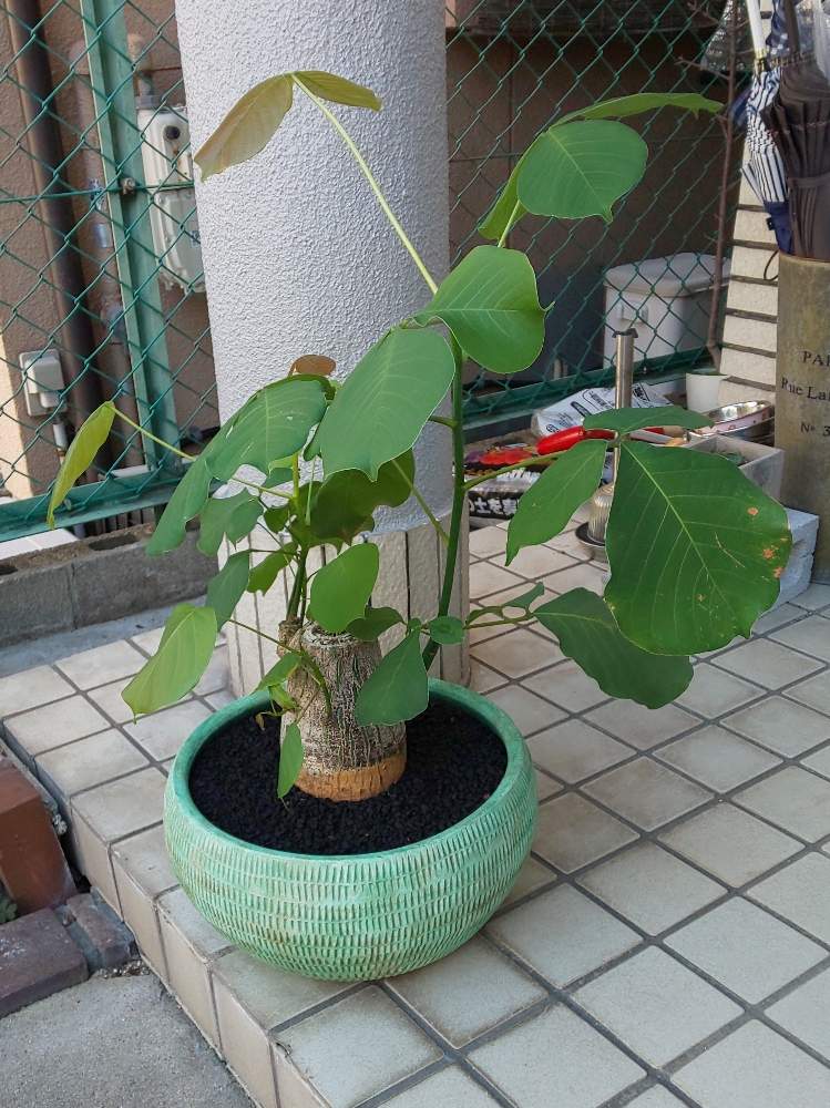階段/廊下の画像 by masaさん | 階段/廊下とボンバックスと多肉植物と魂根植物とブセウドボンバックス