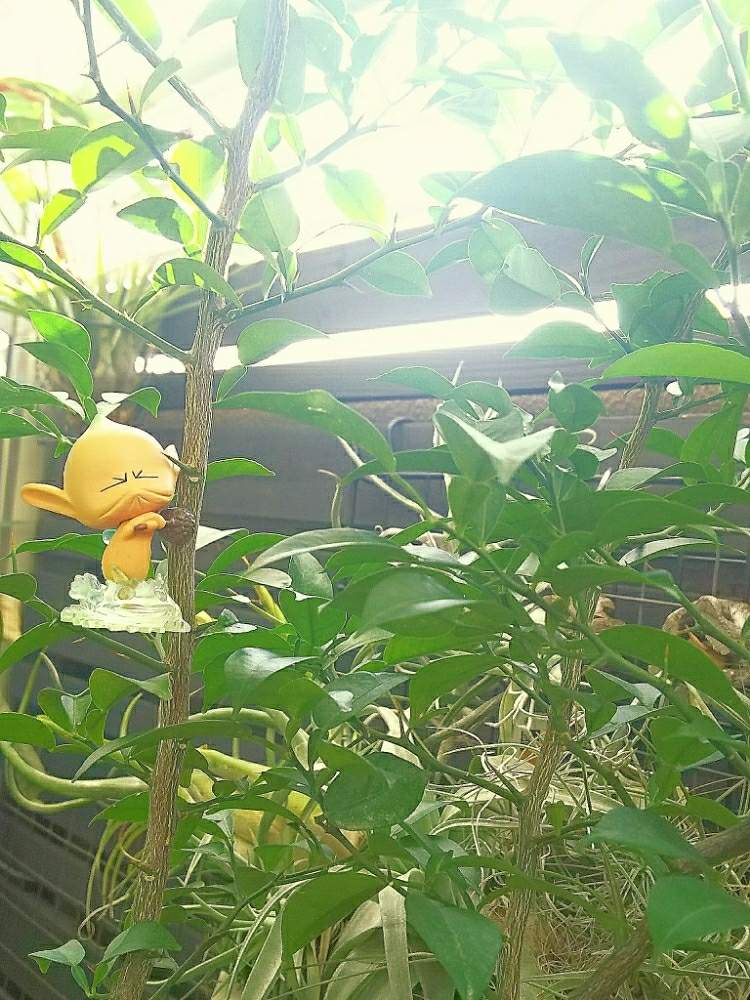バルコニー/ベランダの画像 by アコウテさん | バルコニー/ベランダとグレープフルーツの木と多肉初心者とベランダ多肉と植中毒と植欲旺盛