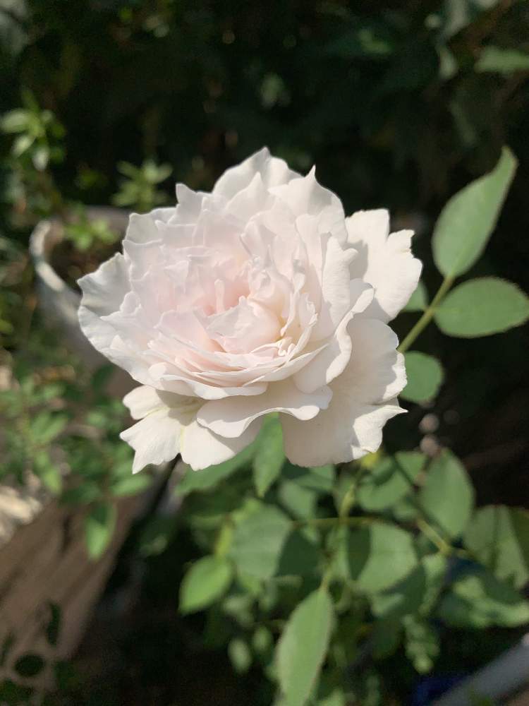 の画像 by mossさん | ガブリエルと河本ローズとバラ・ミニバラとヘブンシリーズとばら バラ 薔薇