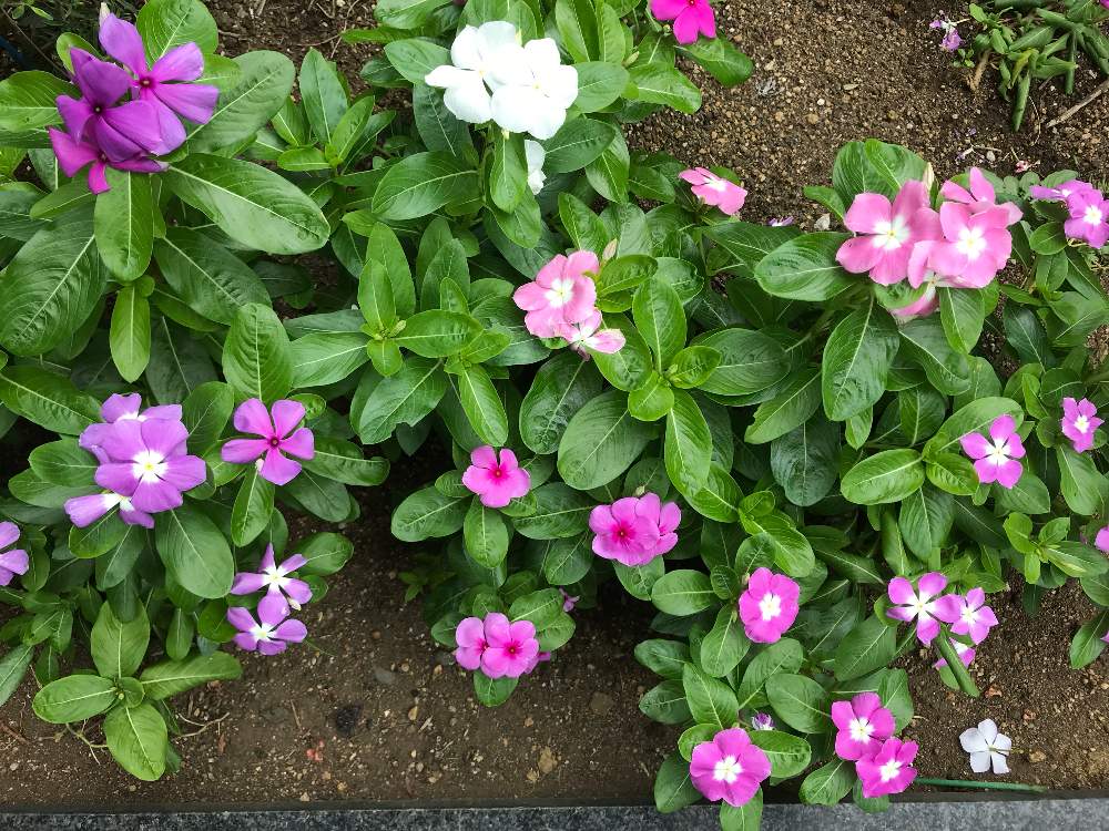 広い庭の画像 by Half moon さん | 広い庭と季節を楽しむと癒されると癒され風景とお庭の花たちと可愛いと花のある暮らし