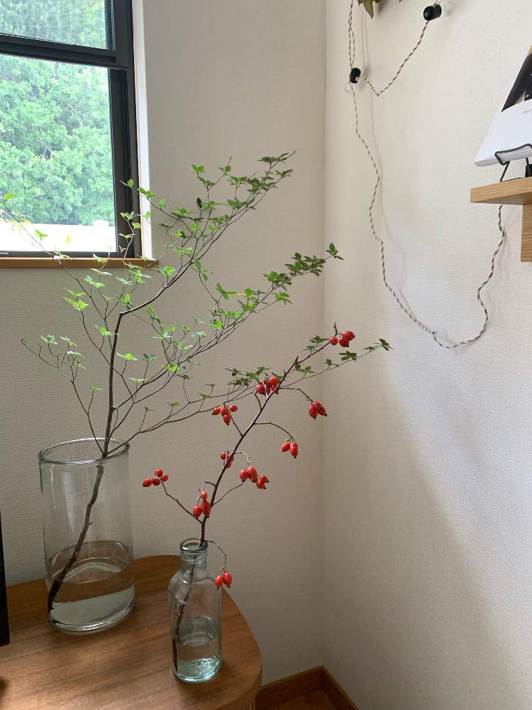 の画像 by ぽしさん | ドウダンツツジとスズバラと花のある暮らしと秋の気配と秋の実とバラの実