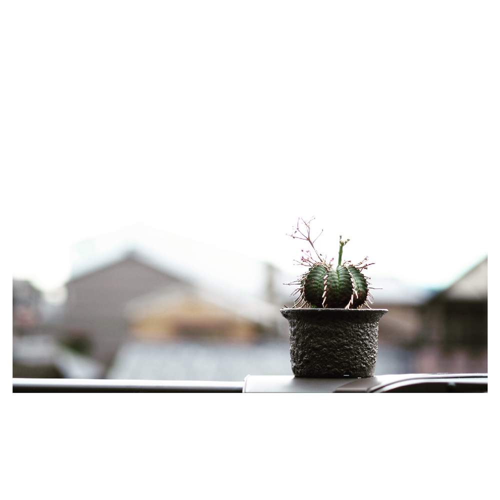 バルコニー/ベランダの画像 by Tenさん | バルコニー/ベランダとバリダと多肉植物と植物のある暮らしと男前植物と多肉植物のある暮らしとコーデックスとCaudexとTen'sユーフォルビアと塊根植物と成長記録とアートなTen写と珍奇植物とTen'sコーデックスとユーフォルビアとビザールプランツ