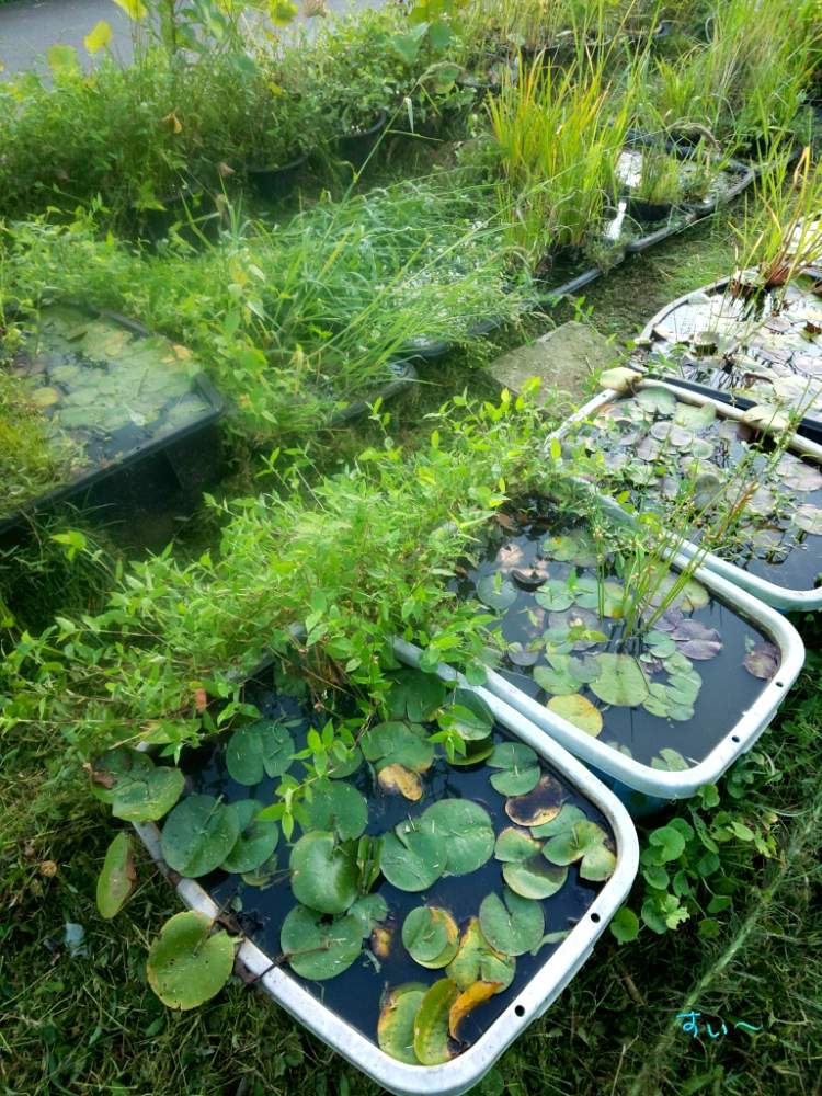 小さな庭の画像 by すぃ~2さん | 小さな庭と温帯睡蓮と食虫植物と蓮のある風景とHT亜種間交配品種とビオトープと植中毒と水生植物とサラセニアとハエトリソウさんと花しょうぶ