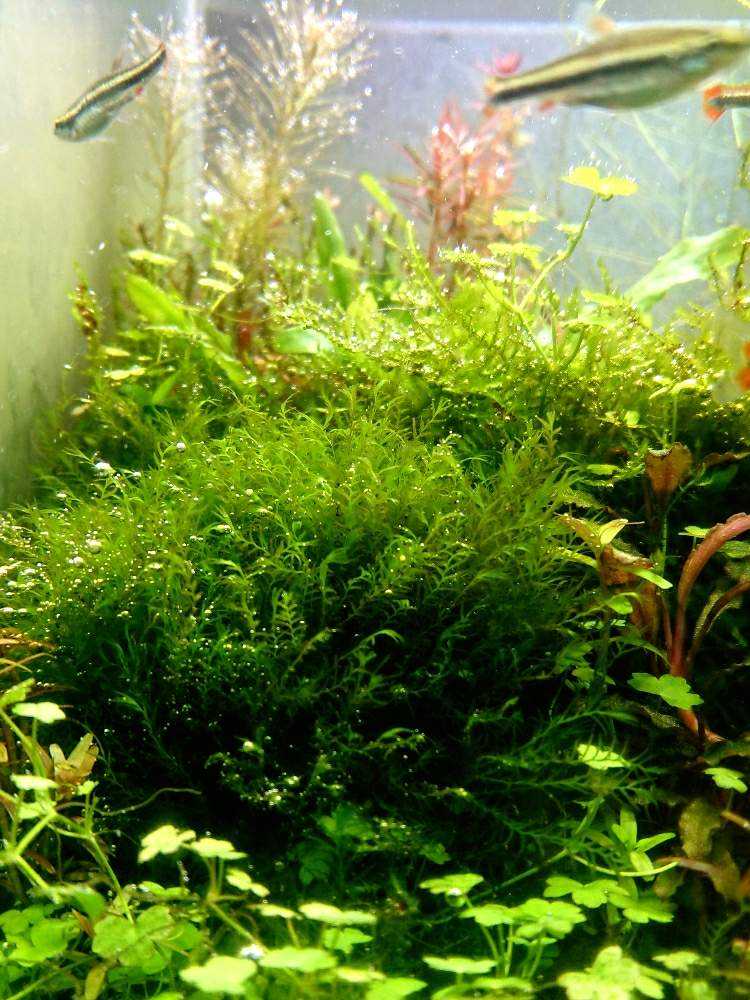 部屋の画像 by 木陰さん | 部屋と水草水槽と水槽と熱帯魚と水草と水草フォトコン
