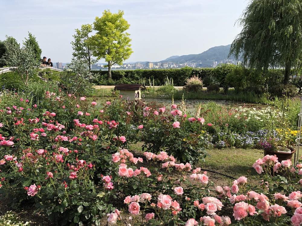 お出かけ先の画像 by ✧みか✧さん | お出かけ先と薔薇園と植物園と大好きな花と花のある暮らしと季節