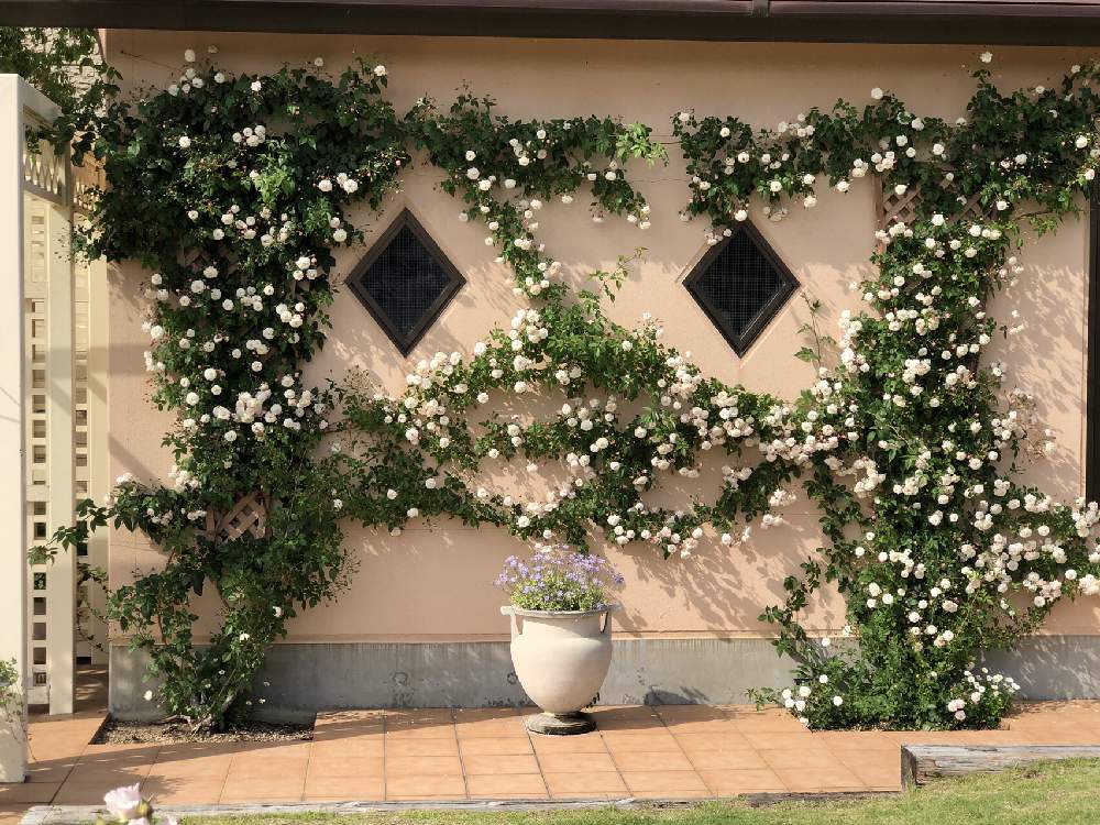 お出かけ先の画像 by ✧みか✧さん | お出かけ先と植物園と花のある暮らしと薔薇の花と大好きな花
