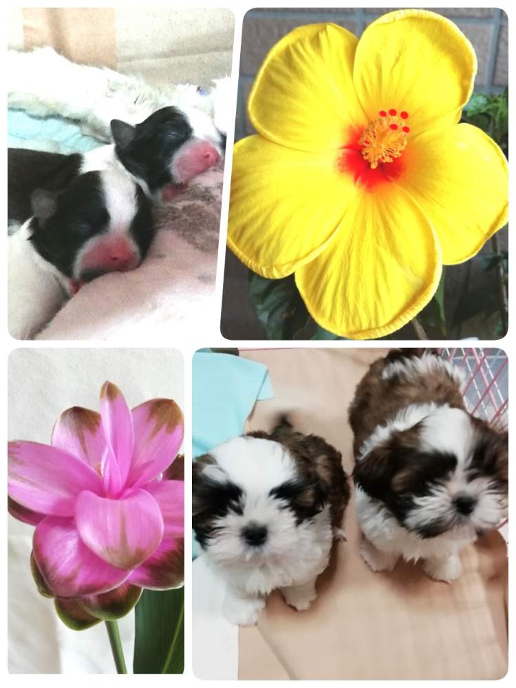 バルコニー/ベランダの画像 by ラミエナさん | バルコニー/ベランダとご無沙汰してますとシーズー犬と美しい花と可愛いとクルクマ属とシーズーの赤ちゃんと花のある暮らしとお花が咲いた