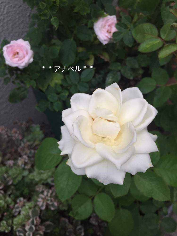 小さな庭の画像 by **アナベル**さん | 小さな庭とやさしい時間と皆さんの優しさに感謝.•*¨*•.¸¸♬と癒やされるとインフィニティローズ♡とno green no lifeと皆さんに感謝と花のある暮らしとインフィニティーローズ☆と優しい気持ち