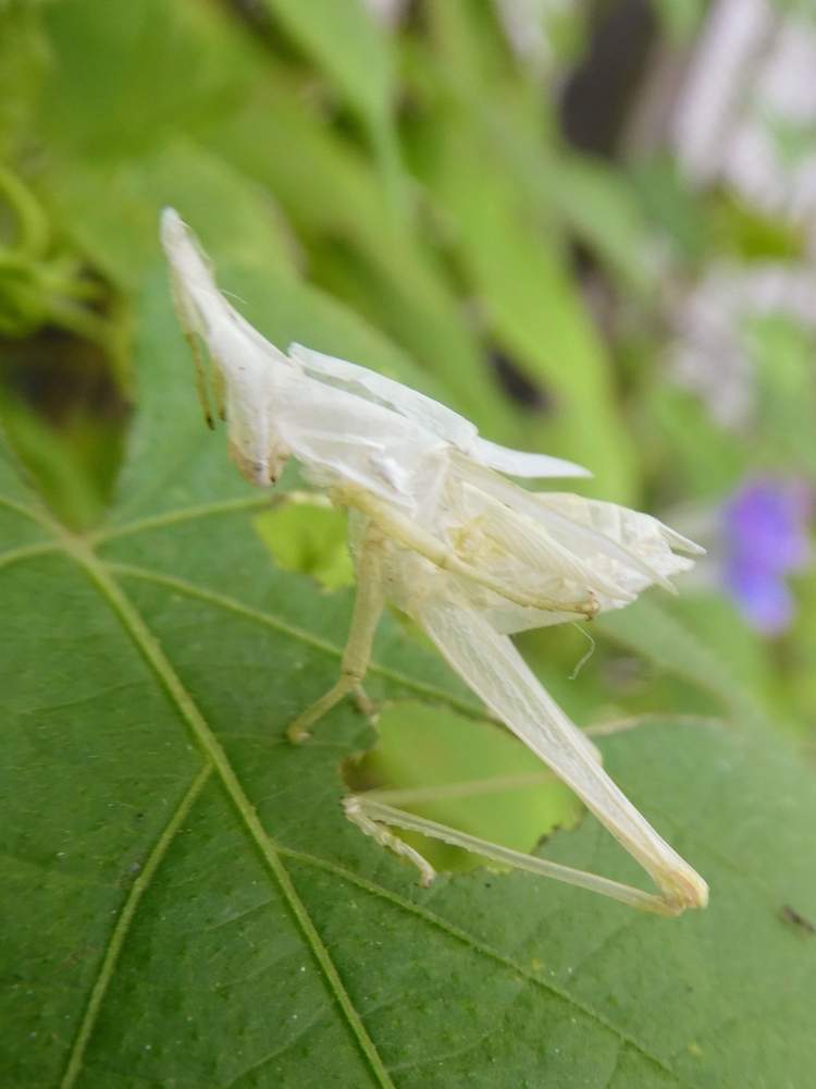 の画像 by aaさん | アサガオとバッタの抜けがらと昆虫と植物とみどりのある暮らしとおもしろいとバッタとはっぱと昆虫シリーズとお庭の植物とこぼれ種ときれいな色と九州北部と花のある暮らしとかわいいとしろとしろいろ