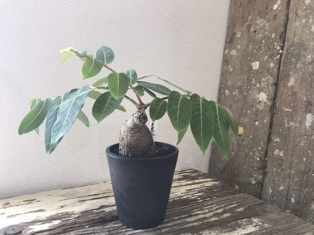 の画像 by CLUTCH FURNITUREさん | フィランサス ミラビリスと植物のある暮らしと男前植物とボタニカルライフとグリーンのある暮らしと塊根植物のある暮らしと塊根と入荷情報♪と入荷しましたとコーデックスと緑のある暮らしと塊根植物と鉢植えと葉を楽しむ植物と観葉植物のある暮らしと神戸とボタニカルショップ