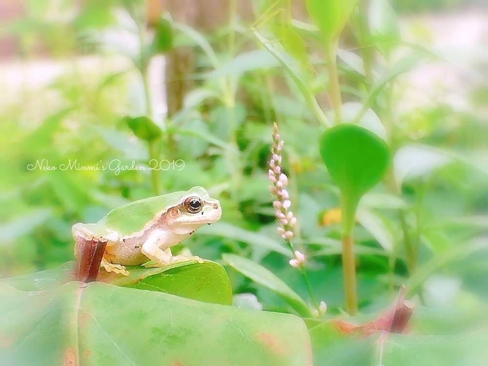 広い庭の画像 by 猫みんみさん | 広い庭とイヌタデとみどりのある暮らしと植物のある暮らしとつぶつぶとガーデニング初心者と花のある暮らしとカエルと可愛い雑草