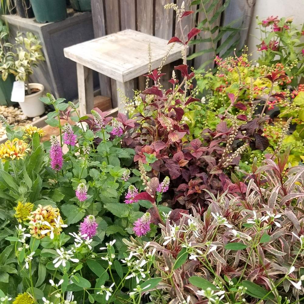 の画像 by 河野自然園さん | ネットショップと直売と横浜と季節の花と花苗と球根屋さんドットコムと花のある暮らしと河野自然園