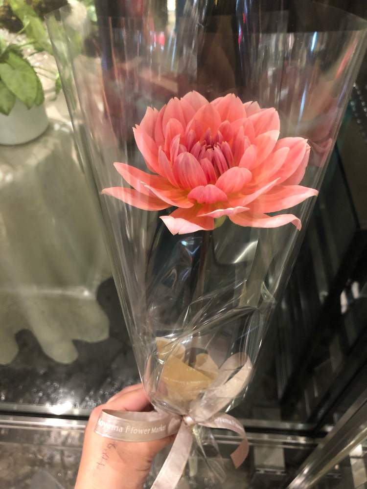 お出かけ先の画像 by sakiyukaさん | お出かけ先とダリアと今日の一枚と今日のお花と可愛いと花のある暮らしと1輪の花贈りとiPhone撮影と旬の花
