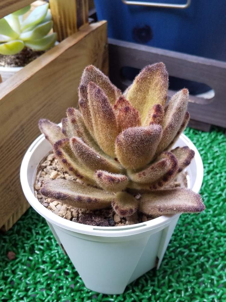 窓辺の画像 by 猫太郎さん | 窓辺と名前を教えて!と新しい仲間と多肉植物と多肉.チョコレートソルジャーと多肉女子と テディベアとカランコエ属と花のある暮らし