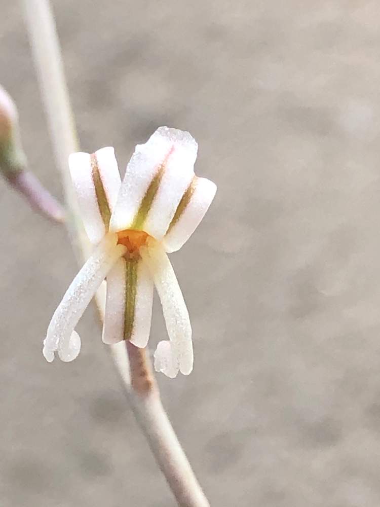 の画像 by エアプランツさん | 多肉植物とiPhone撮影と開花!とGS映え