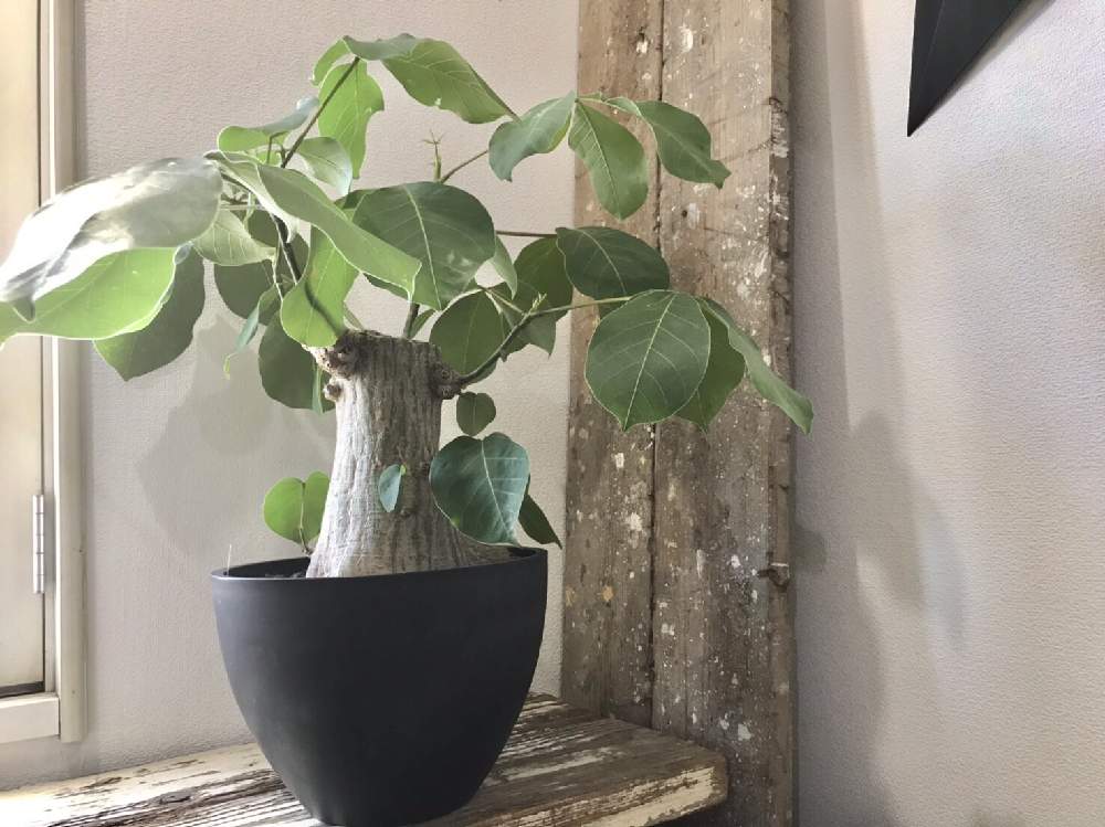 の画像 by CLUTCH FURNITUREさん | ボンバックスと観葉植物と植物のある暮らしと男前植物とボタニカルライフとグリーンのある暮らしと塊根植物のある暮らしと塊根と入荷情報♪と入荷しましたとコーデックスと緑のある暮らしと塊根植物と鉢植えと葉を楽しむ植物と観葉植物のある暮らしとボンバックス☆と植木鉢と神戸とボタニカルショップ