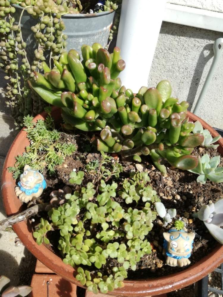小さな庭の画像 by りぼんさん | 小さな庭と多肉植物と 多肉いろいろと植え替えとかわいいといやされる
