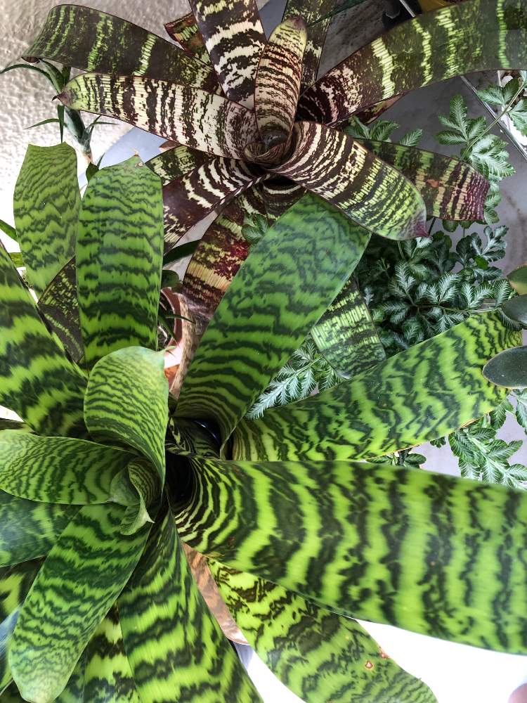 バルコニー/ベランダの画像 by ともさん | バルコニー/ベランダと多肉植物と着生植物とみどりのある暮らしと観葉植物と植物のある暮らしとボタニカルライフと癒しと植中毒と緑のある暮らしとタンク系と大きくな〜れ!と記録と立派になってね!とシダ植物とタンクブロメリアと葉っぱ好きとバルコニスト