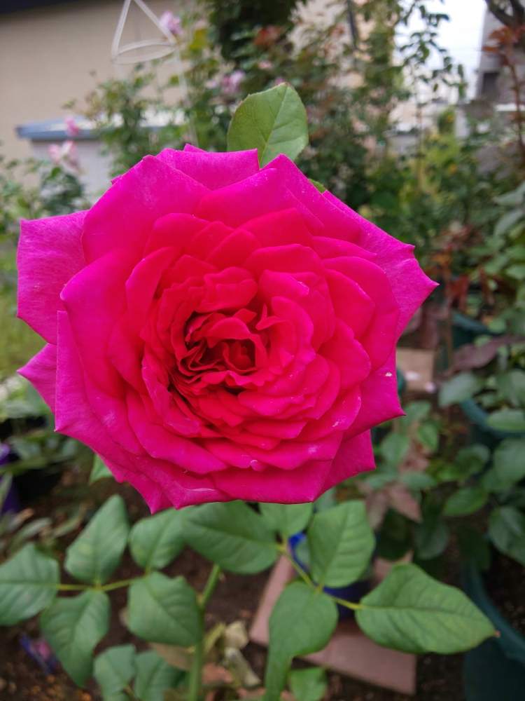 小さな庭の画像 by くましさん | 小さな庭とゲーテローズと北海道と薔薇愛同盟と2019 くまし バラ