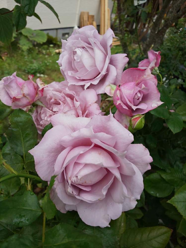 小さな庭の画像 by くましさん | 小さな庭とノヴァーリスと北海道と薔薇愛同盟と2019 くまし バラ