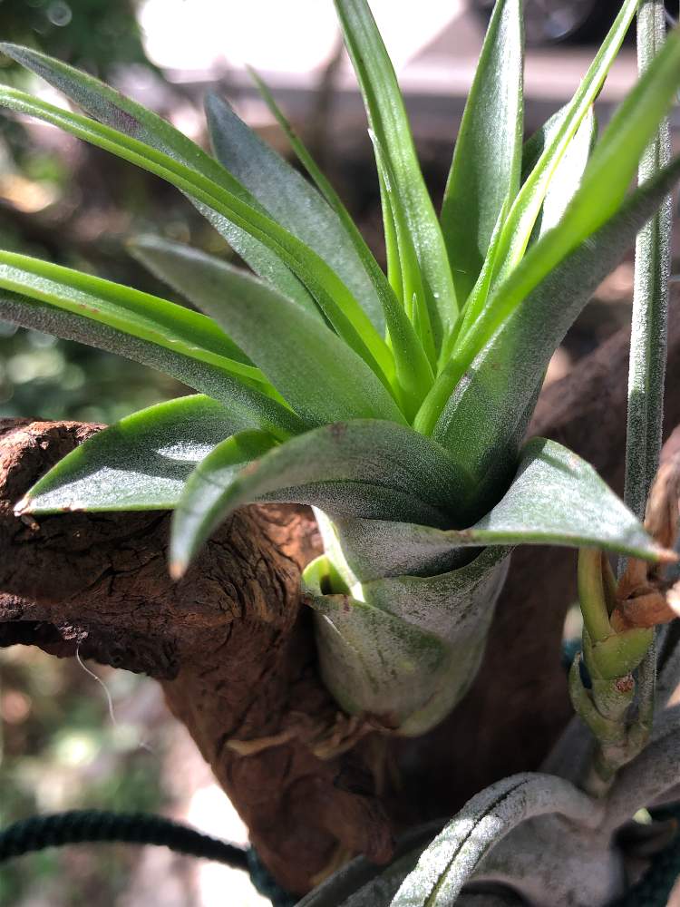の画像 by エアプランツさん | ブラキカウロスと観葉植物とGS映えとチランジア属とエアプランツとiPhone撮影と着生