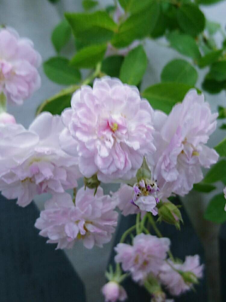 お出かけ先の画像 by misaoiさん | お出かけ先と花のある暮らし
