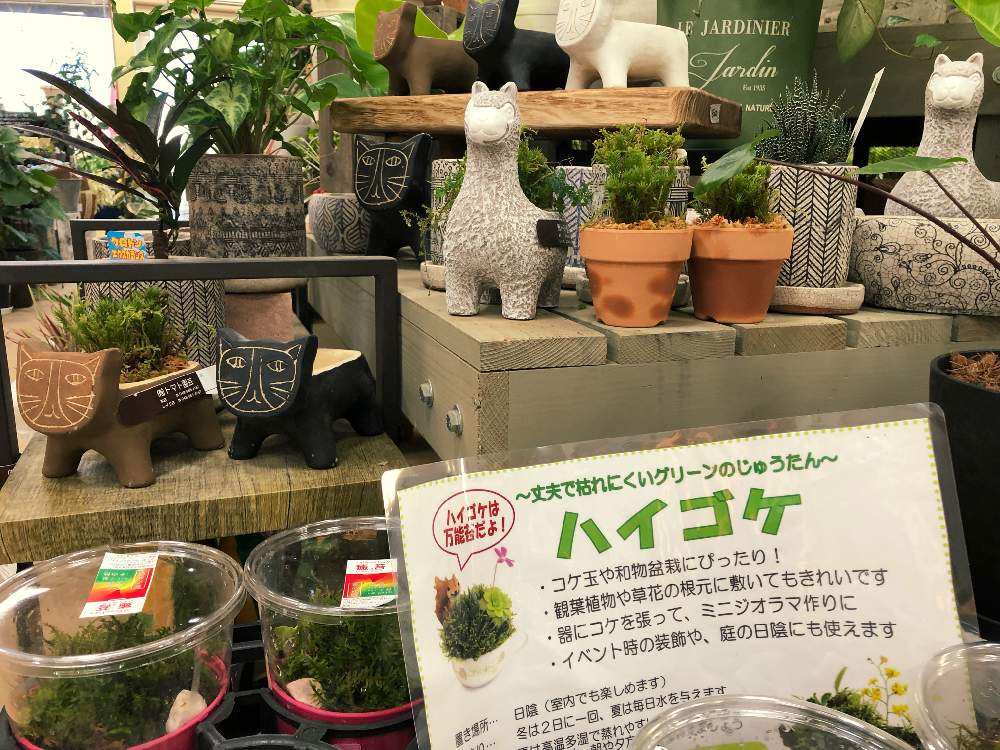 窓辺の画像 by コンテナガーデントマト園芸レイク店さん | 窓辺と観葉植物と苔 (コケ)と寄せ植えと園芸店と入荷しましたと陶器鉢とテラリウムとアレンジとトマト園芸と花のある暮らしと植え込みとお店とガーゴイル
