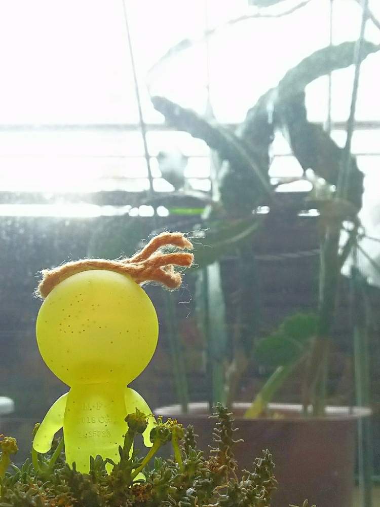 部屋の画像 by アコウテさん | 部屋とゴルゴニスとベランダ多肉と植欲旺盛と植中毒と目玉おやじとこっそりオヤジ祭りと多肉初心者