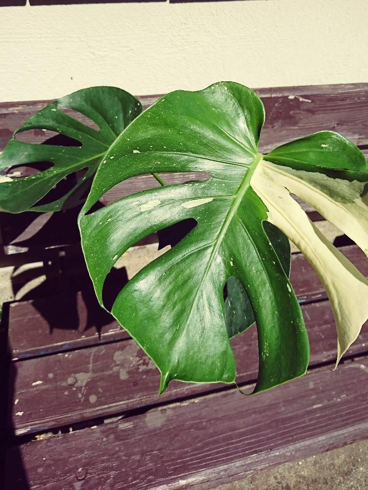 の画像 by 花MARUさん | 花つづり nodokaと葉っぱのある暮らしと多肉植物のある暮らしと晴れの国タニラーGPとバラと夢CLUBと 斑入りモンステラと多肉ラボ©と葉っぱ大好きと花のある暮らしとたにおたくらぶと被災地に心をよせて☘️とMARUペースで投稿とGS植物うちなーぐち会