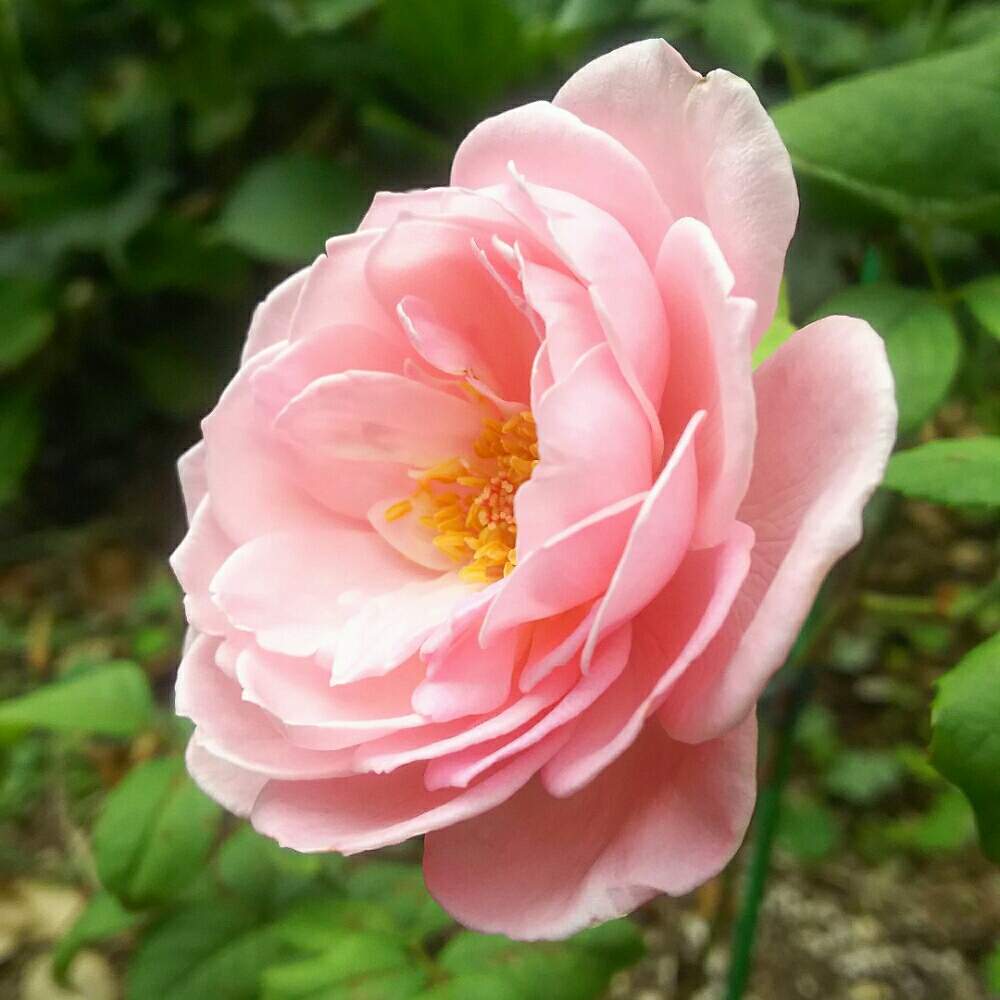 広い庭の画像 by キーコさん | 広い庭とナエマとHTCと皆ありがとう‼と薔薇愛同盟とバラのある暮らしと花のある暮らしとキーコ′s ガーデンとキュンキュン乙女倶楽部No.54