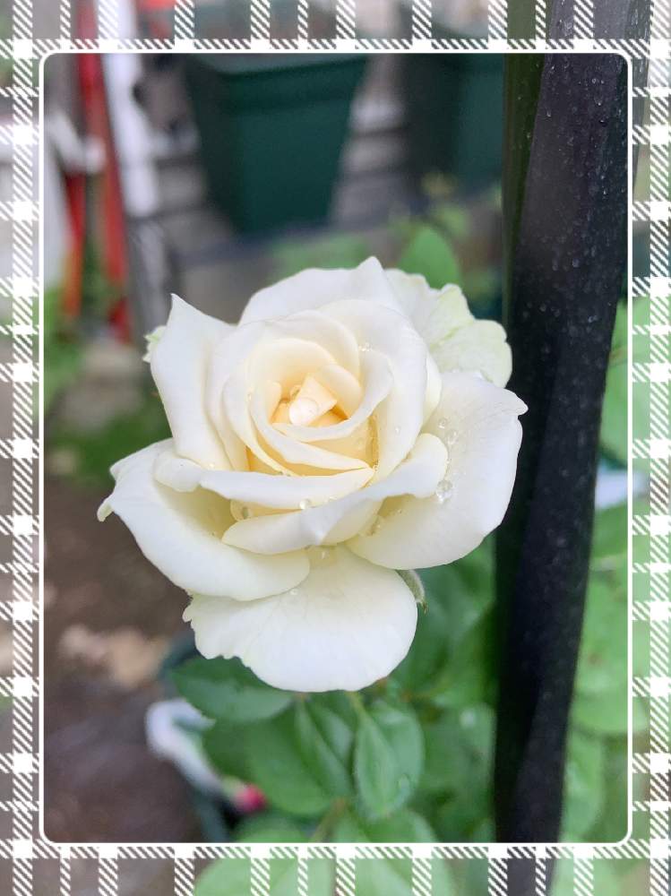 小さな庭の画像 by くろもみじさん | 小さな庭とインフィニティローズと幸せとばら バラ 薔薇と薔薇愛同盟とインフィニティローズ♡とバラの蕾と全部GSのせいだといい香りと小さな小さな庭と花のある暮らしとインフィニティーローズ☆とばら 薔薇 バラと三種の神器とバラのつぼみと薔薇の花