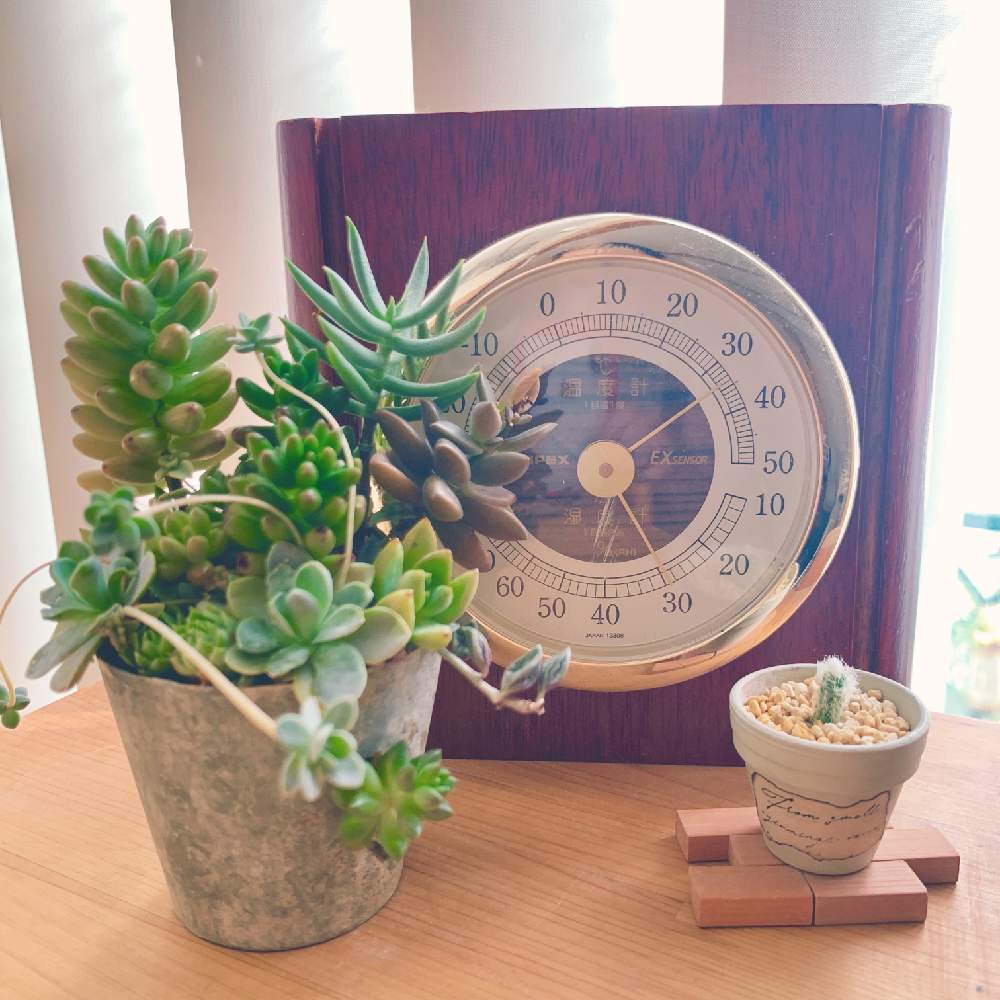の画像 by なず家さん | 多肉植物とサボテン科と老楽☆とリメ缶と多肉のある暮らしと多肉女子とふわふわサボテンとNo多肉,No Life.と多肉寄せ植え