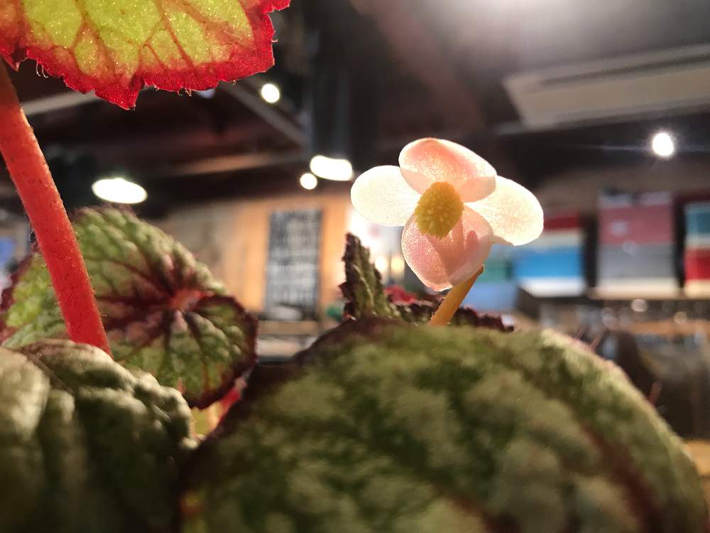 窓辺の画像 by junさん | 窓辺とレックスベコニアと可憐な花とボタニカルライフとお気に入り♡とno green no lifeと植中毒と今日のお花と美しいと今日の花と可愛いと斑入り。と観葉植物とインテリアグリーンと観葉植物のある暮らしとGS映えとエキゾチックとベゴニア☆と可愛い花