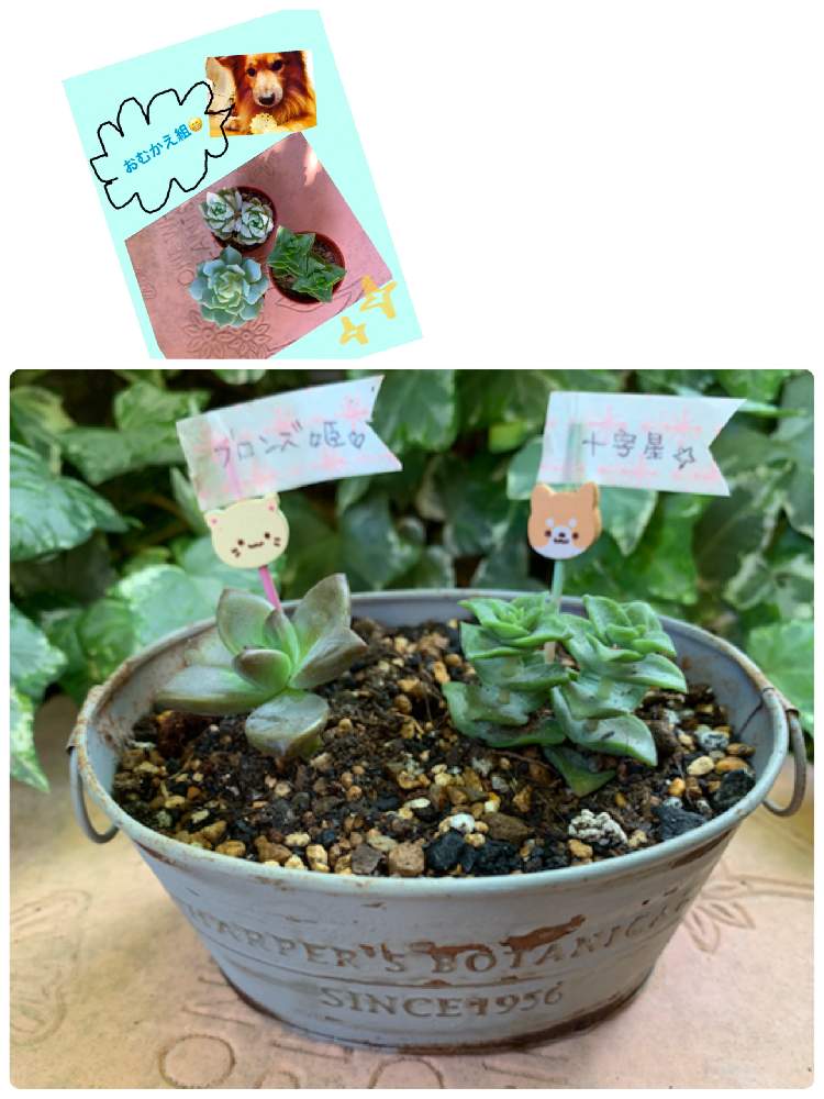 小さな庭の画像 by tamako728さん | 小さな庭と多肉中毒と多肉植物とかわいい♡と多肉超初心者と多肉女子とちいさな葉っぱと多肉寄せ植えとタニクちゃんと多肉初心者