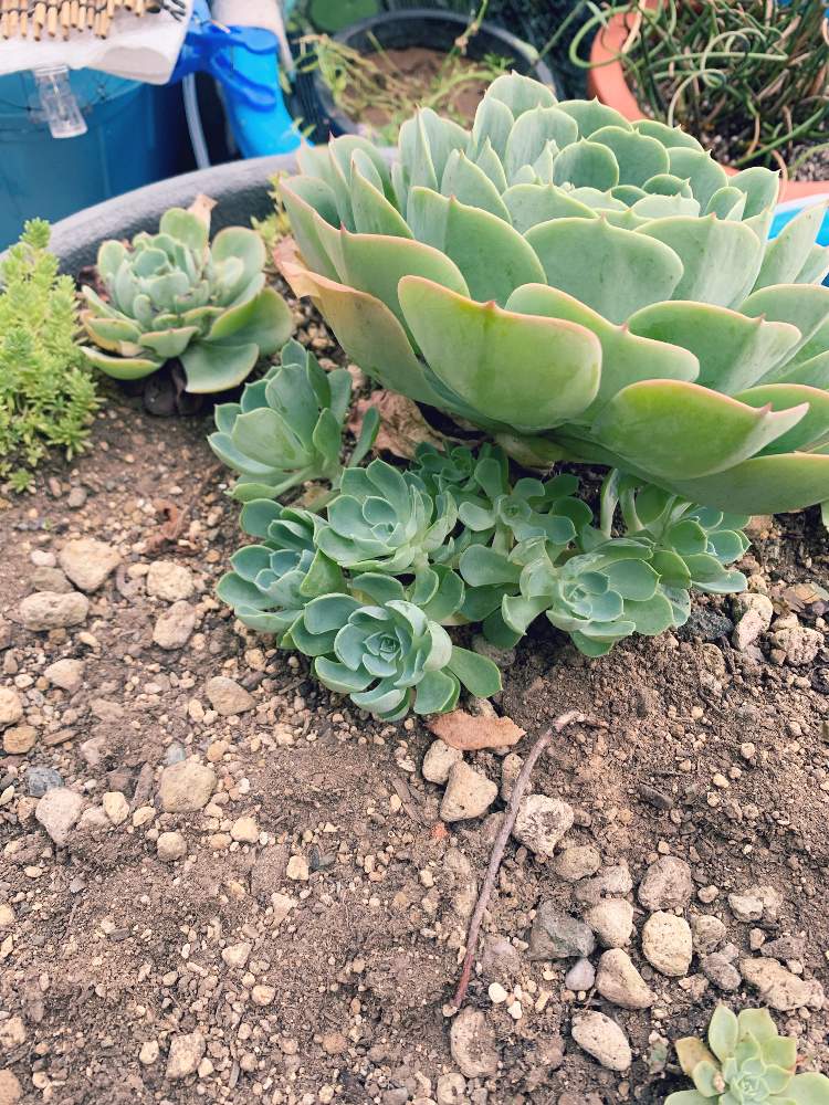 玄関の画像 by バーバラさん | 玄関と多肉植物とエケベリア属と多肉多肉多肉と七福神 多肉