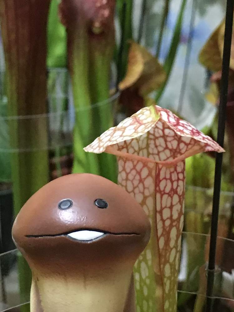 部屋の画像 by コウさん | 部屋と植物男子と強風に負けないと食虫植物とサラセニア 交配種と植中毒とサラセニアと珍奇植物と花のある暮らしと食虫植物 サラセニアとサラセニア科と食虫植物広め隊と台風避難