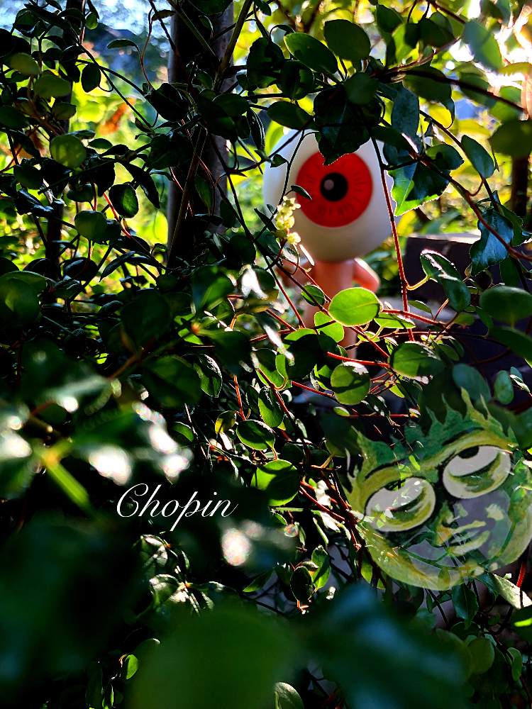 の画像 by Chopin(ショパン)さん | 台風接近と心霊写真とデンジャラスガーデンと☆ワイヤープランツと目玉おやじとこっそりオヤジ祭りと目玉のオヤジと魔太郎がくるとGSコラボとナチュラルスタイルと目玉オヤジ集合とiPhone撮影とありがとうとありがとう❤️といつもありがとう♡とコノウラミハラサデオクベキカ…