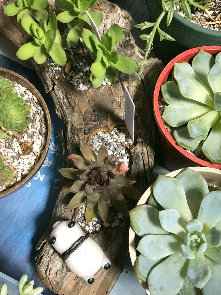部屋の画像 by kpさん | 部屋と多肉植物いろいろと多肉植物と初心者ですとがんばれ!がんばれ!と台風接近と多肉のある暮らしとタニラーとGREEN UP!と多肉初心者