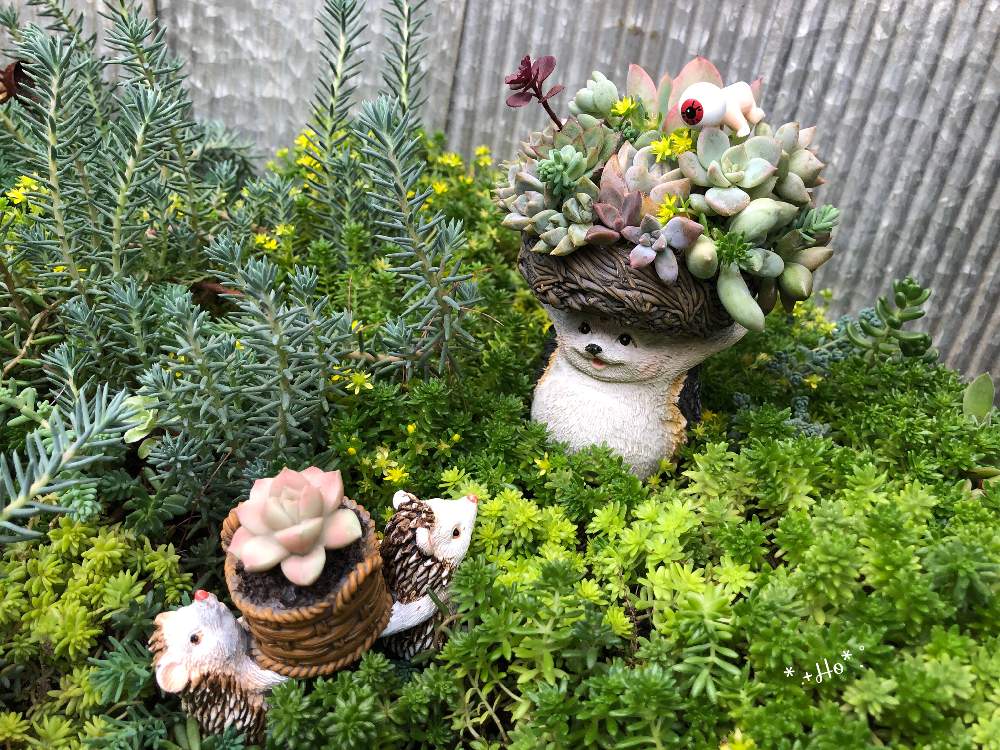 小さな庭の画像 by ほっぺぺさん | 小さな庭と多肉植物とずっと忘れないよと寄せ植えとごっちゃごちゃと植中毒とバラと夢CLUBと多肉女子と小さな庭が欲しいよとこっそりオヤジ祭りと花のある暮らしと多肉寄せ植えとセダム畑とセダム属