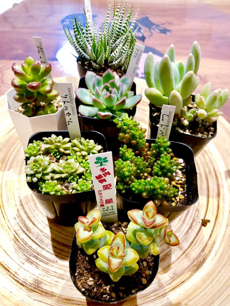 部屋の画像 by はるさくさん | 部屋と多肉植物と多肉大好きと今日の一枚と可愛い多肉ちゃん❤︎と多肉女子とタニラー