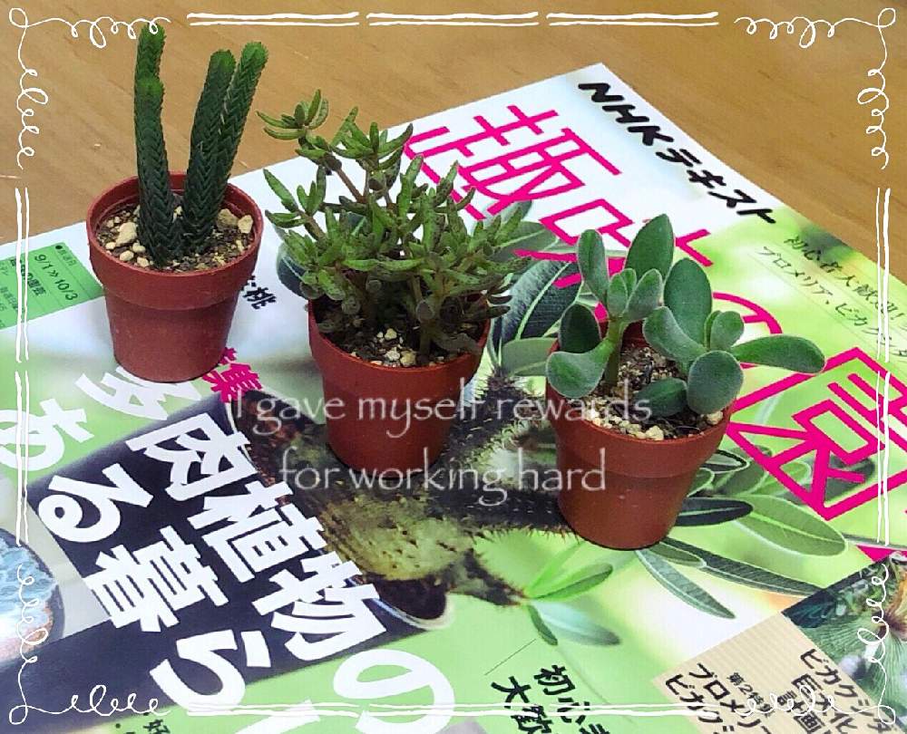 部屋の画像 by COOさん | 部屋と多肉植物とロゲルシー クラッスラ属とクラッスラ属と多肉大好きと1号多肉とフンベルティと普及種バンザイと多肉女子とNHK趣味の園芸とタニラーとムスコーサ クラッスラ属と多肉1寸ポット