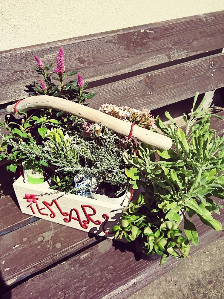 の画像 by 花MARUさん | 花つづり nodokaと葉っぱのある暮らしと多肉植物のある暮らしと晴れの国タニラーGPとバラと夢CLUBと多肉ラボ©と葉っぱ大好きと花のある暮らしとたにおたくらぶと被災地に心をよせて☘️とMARUペースで投稿とGS植物うちなーぐち会