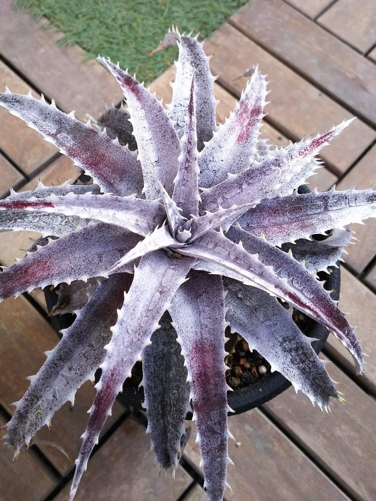 バルコニー/ベランダの画像 by こままこさん | バルコニー/ベランダとDyckia 'Charlot' x 'Kelly'とトゲトゲとディッキアとトゲトゲくんとQdyckiaとトゲトゲ好きとうちのディッキアとディッキア交配種とトゲトゲのある暮らしとDyckia
