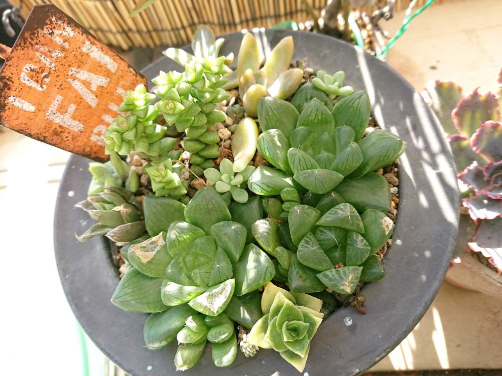 バルコニー/ベランダの画像 by 慧(けい)さん | バルコニー/ベランダと多肉植物とボタニカルとハオルチア属とクラッスラ属と狭いベランダと多肉女子と夏越し多肉と狭いなりに楽しむベランダガーデンとタニク初心者とバルコニスト