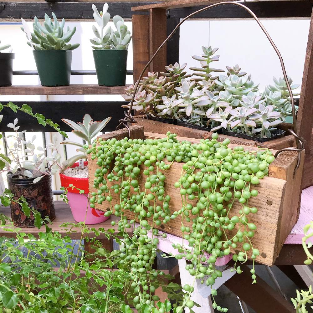 小さな庭の画像 by Rueさん | 小さな庭と多肉植物と観葉植物とDIY木箱とDIY棚と多肉のある暮らしと緑のある暮らしとリメ鉢と多肉女子と花のある暮らしとぷりぷりと色がキレイとかわいいな♡